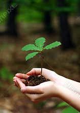 Young oak tree
