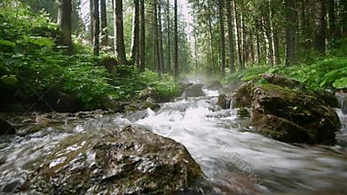 Video of stream flowing over rocks in forest