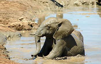 Elephant calf sun bathing