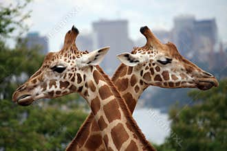 Giraffe crossing