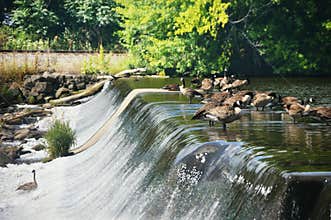 Geese on a Dam