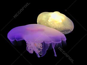 Illuminating Jellies