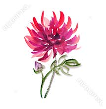 Floral watercolour dahlia.