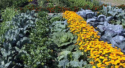 Colourful vegetable garden bed