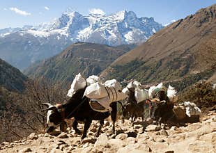 Caravan of yaks going to Everest base camp