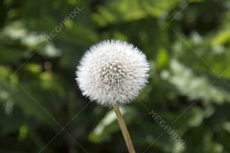 Dandelion seeds