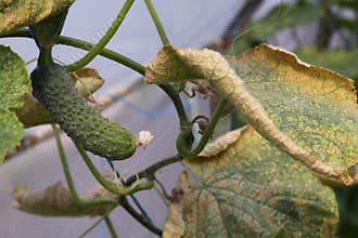 Cucumber plant