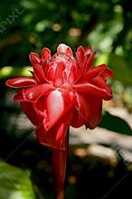 Blooming Rose of Siam
