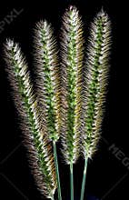 Close up of green grasses