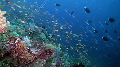 School flock of colorful fish in sea soup on reef.