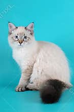 Siberian kitten sitting