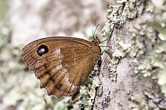 Dryad (Minois dryas) butterfly
