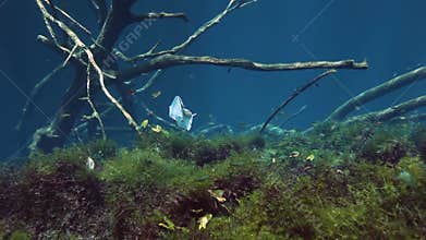 Striped fish in bush lake Yucatan Mexico cenote.