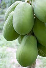 Orchard Papayas