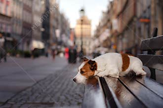 Dog Jack Russell Terrier