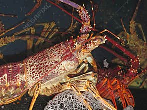 Rock Lobsters