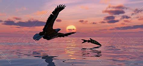 Eagle and Fish