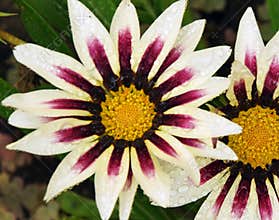 Beautiful gazania