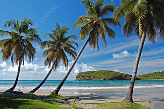 Palm trees on La Sagesse beach on Grenada Island