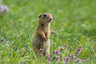 Cute European ground squirrel on grass and wildflowers.