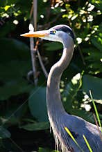 Heron