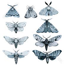 Se blue night moth, indigo butterfly watercolor vintage illustration, hand drawing,