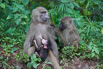 Olive baboon baby Papio anubis Anubis baboon Cercopithecidae Old world monkey