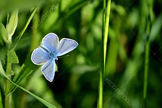 Blue butterfly on green grass