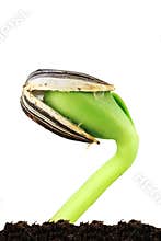 Sunflower Seedling