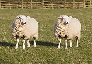 Sheep Cloning