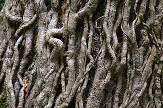Strange Tree  Covered in  Woody Ivy Stems