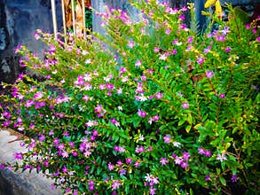 Sweet Tiny Purple Flowers Of Mexican Heather Or Cuphea Hyssopifolia In Front Of The House Garden