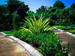 Fresh Garden In The Morning With Furcraea Foetida Plants At Tangguwisia Village