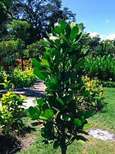 Fresh Green Leaves Of Young Fukugi Tree Or Garcinia Subelliptica Plant In The Garden