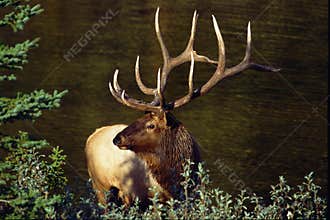 Bull Elk - Cervus canadensis 