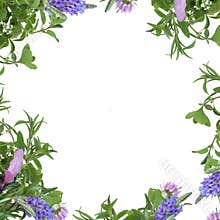 Herb Flower Border