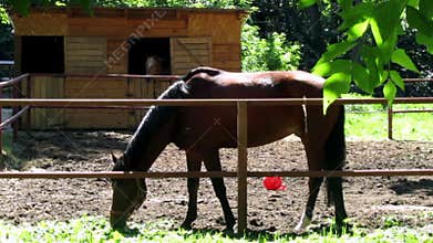 Bay horse cropping the grass in enclosure.