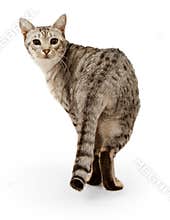 Ebony Silver Ocicat isolated on white