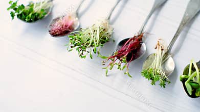 Organic micro greens in spoon, healthy eating concept,