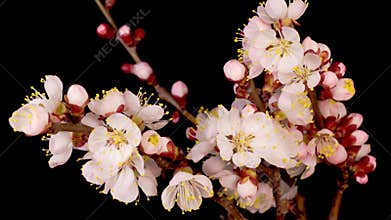 White Flowers Blossoms on the Branches of Apricot Tree
