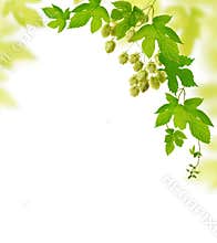 Hop plant border