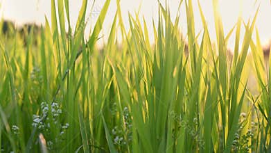 Sedge Carex backlit with sun