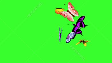 Animated colorful beauty butterfly on green screen chroma key