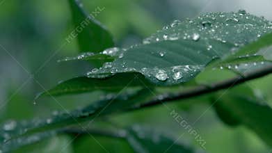 Transparent dew slowly accumulates on a fresh green leaf and a big drop flows down and falls down