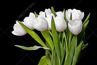 White tulips on black
