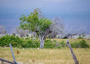 Half Dead Apple Tree