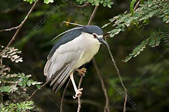 Black-crowned night heron