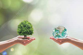 World environment day and biological diversity in nature concept with tree on volunteer’s hands.