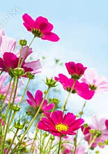 Pink flower