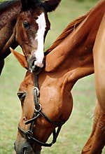 Horse and Foal